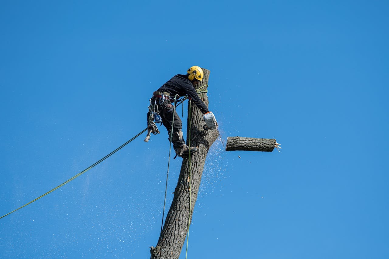 A skilled arborist wearing safety gear cuts a tree with a chainsaw against a clear blue sky.